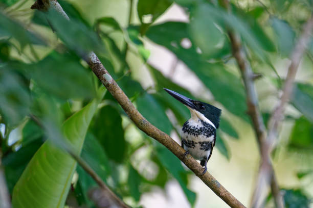 The Amazon kingfisher's bill is black with some pale yellow at the base of the mandible and its legs and feet are dark gray. Adult males have dark bronzy green upperparts divided by a white collar. They have a white chin and throat, a rich rufous breast with dark green sides, and a white belly with dark green streaks on the side. Adult females lack the rufous breast but the green of the sides extends across the breast almost to its middle.