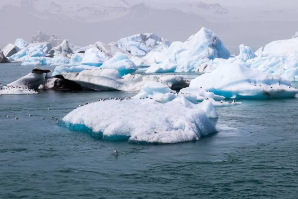 istock Large iceberg with birds on it 2198057514