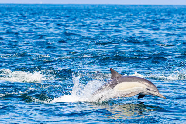 istock Dolphins Swiming in Pacific Ocean 2198060015