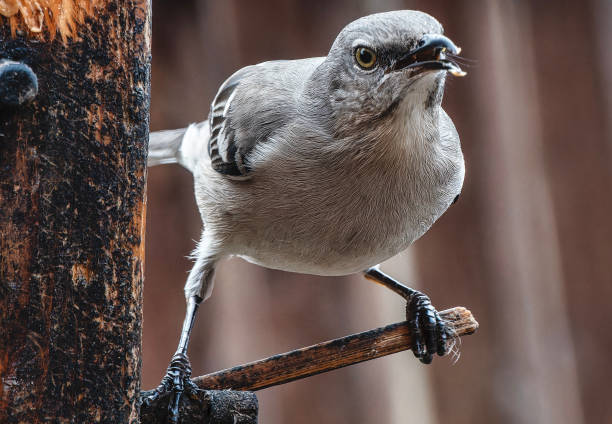 istock Northern Mockingbird on the Peanut Butter feeder 2198063213