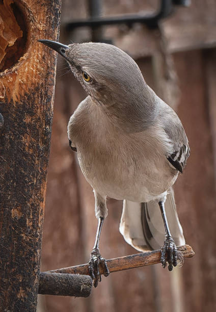 istock Northern Mockingbird on the Peanut Butter feeder 2198063215