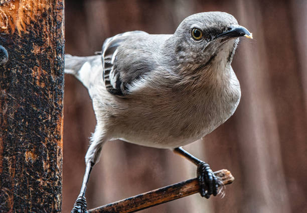 Northern Mockingbird on the Peanut Butter feeder