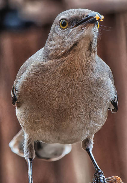 istock Northern Mockingbird on the Peanut Butter feeder 2198063225