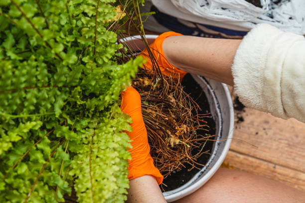 istock Repotting flowers with their pitcher while wearing bright orange gloves 2198063524