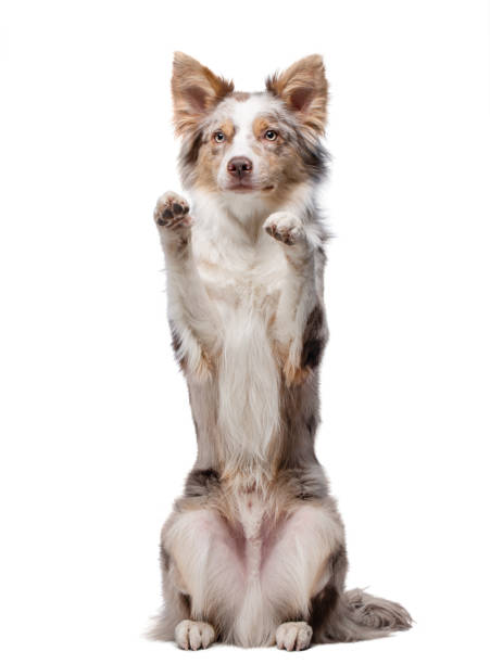 istock Border collie sitting on white background 2198064704