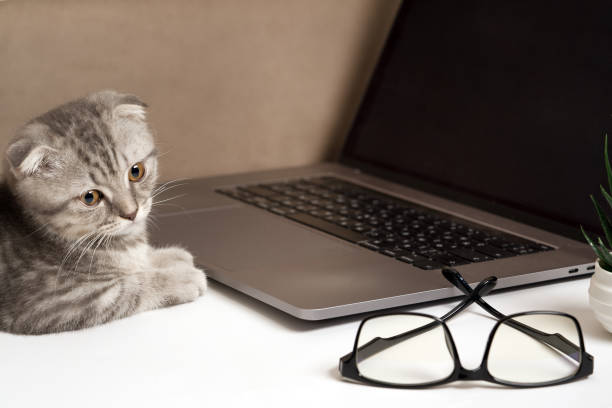istock Grey Scottish Fold kitten relaxing near laptop, glasses for remote work and freelancing 2198064847