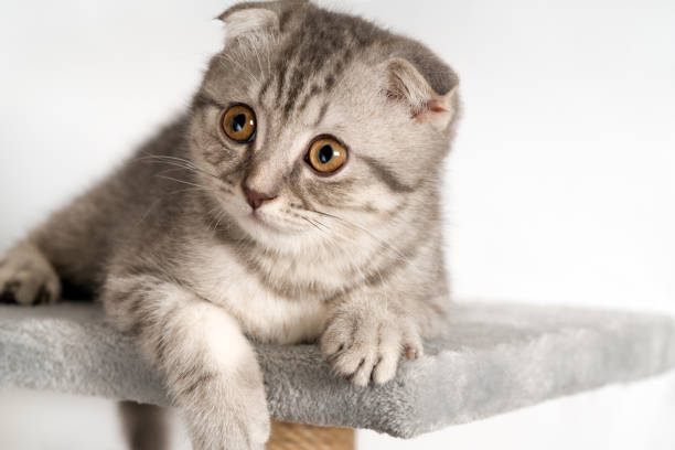 istock Cute Gray Kitten Relaxing on Cat Scratcher 2198064857