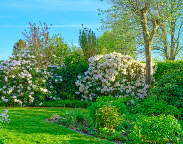 istock Rhododendron in my garden 2198065877