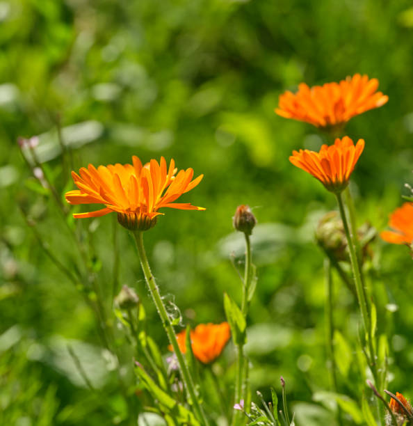 istock Bright Orange Flowers Blooming in a Sunny Danish Meadow 2198065975