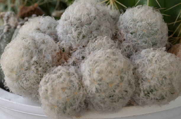 istock View of Feather Cactus ( Mammillaria plumosa F.A.C.Weber ). 2198066753