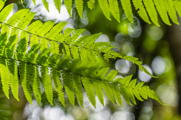 istock green leaves for wallpaper or desktop, with diffuse botanical texture background and full of life, intense colors and natural geometries 2198066768