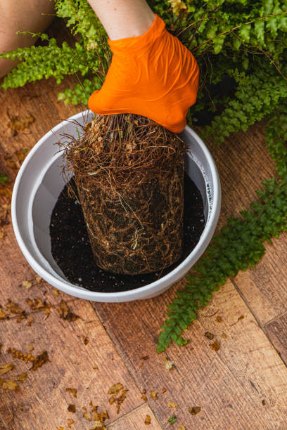 istock Growing greenery in new pots with skillful hands and vibrant ferns 2198067446