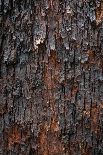 Close Up of Tree Bark Close-Up of Pine Tree Bark with Selective Focus gnarly wood texture stock pictures, royalty-free photos & images