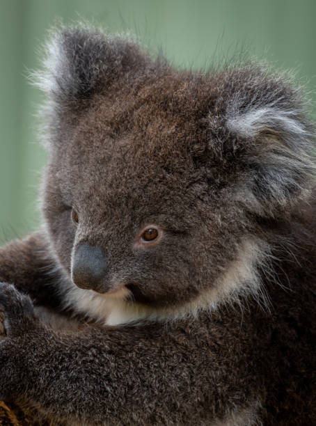 istock Portrait of a koala 2198067569