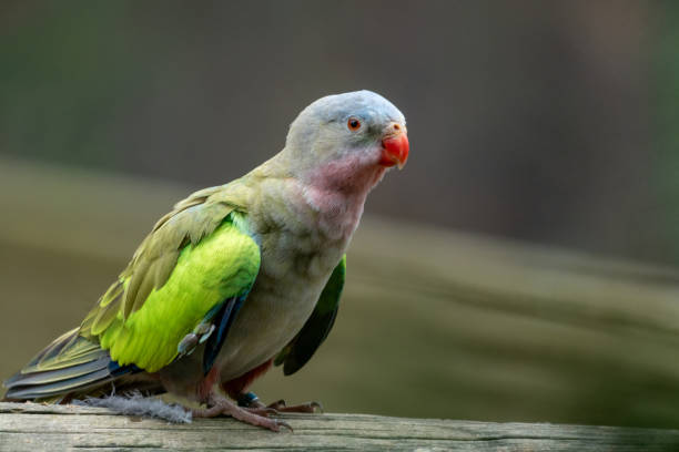 Young King Parrot perched on an outdoor table