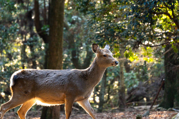 istock feeding the wild deer in Nara, Japan 2198067713