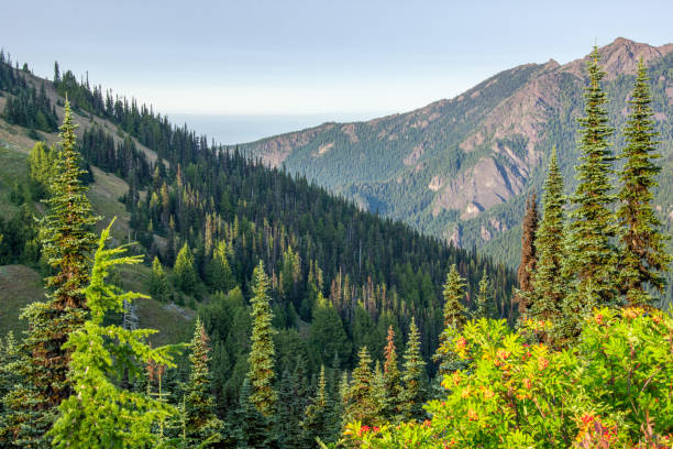 An evening mountain view from Hurricane Ridge in Olympic National Park.