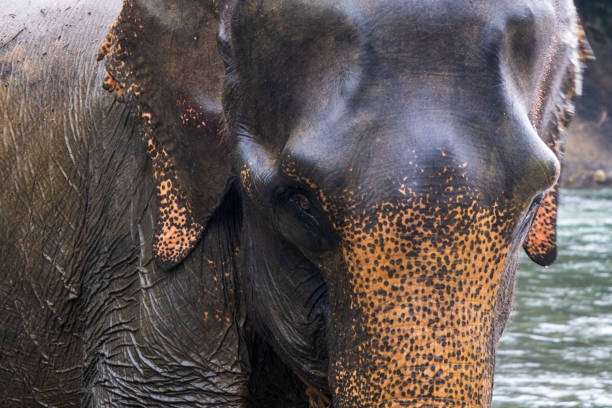 istock Asian elephant at the river 2198071241