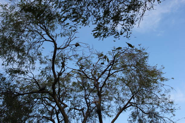 San Jose. Costa Rica. Taken February 3, 2016. Parrots in a tree in a part in San Jose town square.