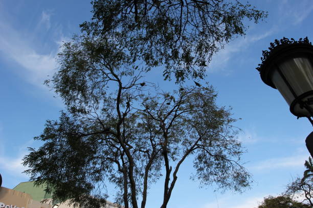 San Jose. Costa Rica. Taken February 3, 2016. Parrots in a tree in a part in San Jose town square.