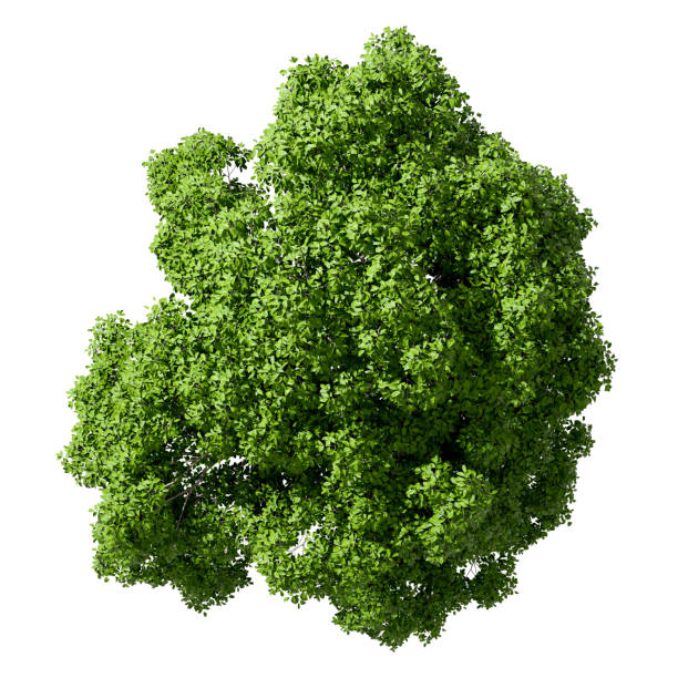 istock Lush green tree top view isolated on white background 3D rendering 2198081647