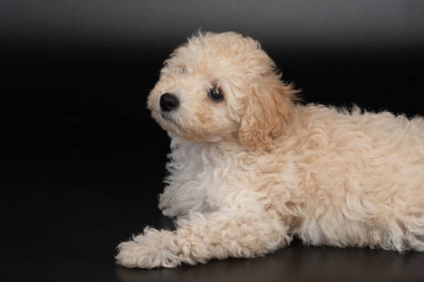 istock Adorable fluffy poodle puppy dog 2198082077