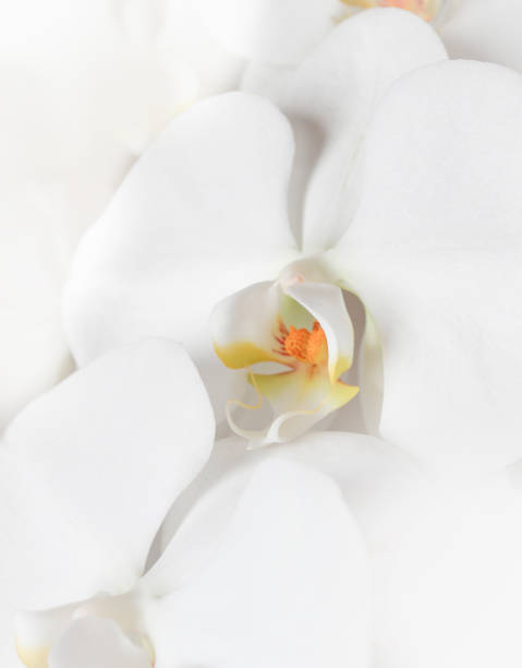 istock Refined white orchid petals and soft texture 2198083470