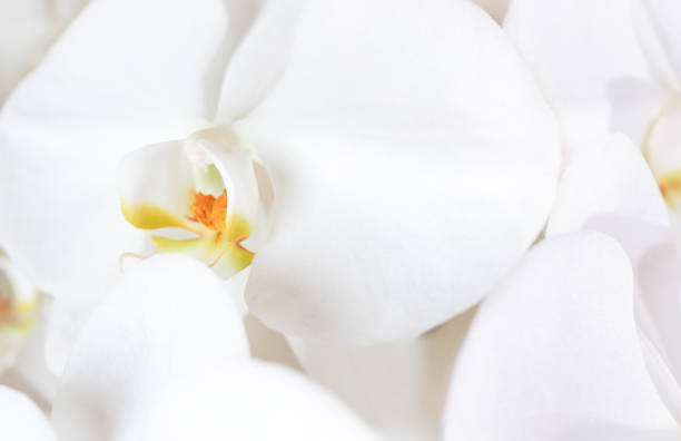 istock Refined white orchid petals and soft texture 2198083475