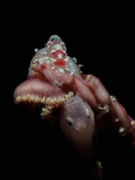 istock Horned Shrimp and White Goby 2198087685