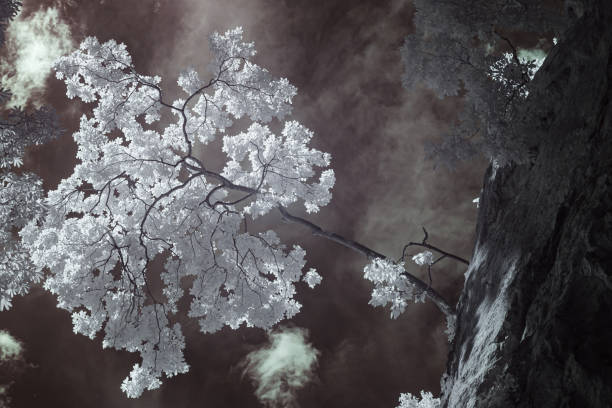 Emsworthy Mire Nature Reserve, Dartmoor Devon\nInfrared Photography, July 2020