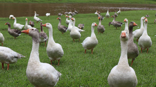 istock Flock of geese 2198089749