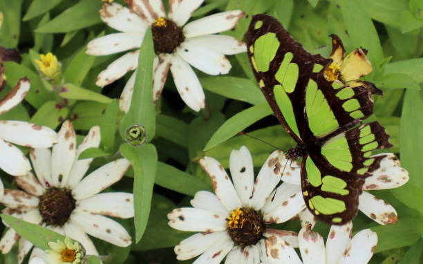 a male brimstone butterfly (Gonepteryx rhamni) flies in the blue sky over daisies (Bellis perennis), close-up
