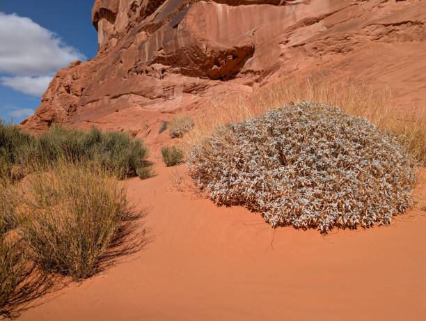 istock Wright's buckwheat and Red Rocks 2198090294