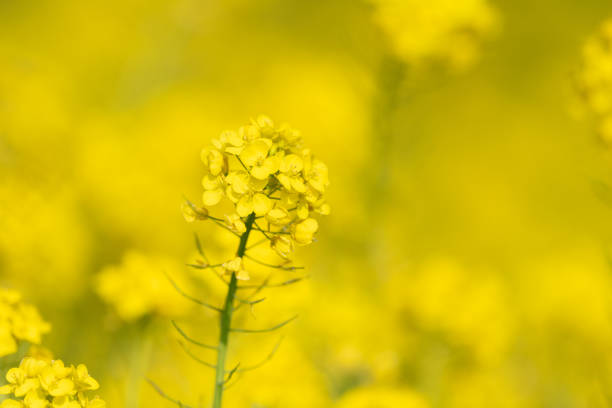 A vast golden canola field stretches under a soft morning sky during sunrise. Vibrant yellow flowers bloom in spring, illuminated by warm sunlight.