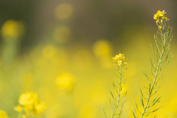 Rape flowers blooming in fields