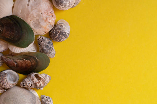 seashell, seashells of various colors and sizes, seashell on a white background