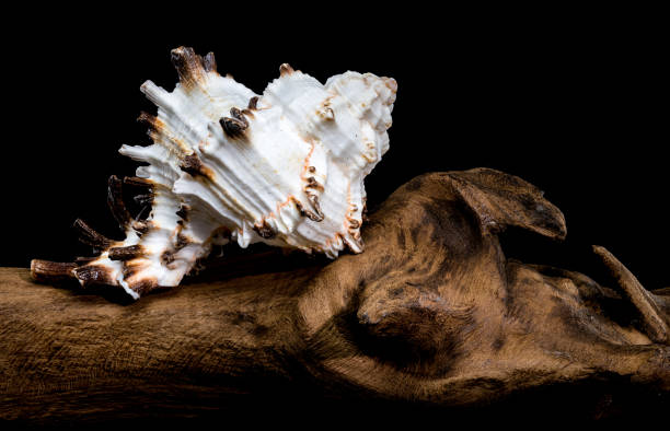 istock Murex indivia Shell on Driftwood Black Background 2198093849