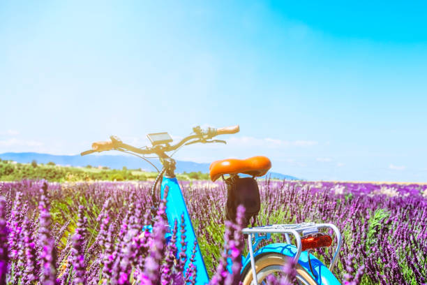 Bicycle in a lavender field on a sunny day