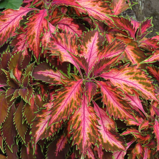 istock A Coleus plant at Eden Garden 2198095733