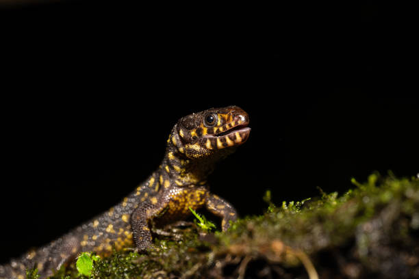 istock Lepidophyma flavimaculatum, the yellow-spotted tropical night lizard 2198096320