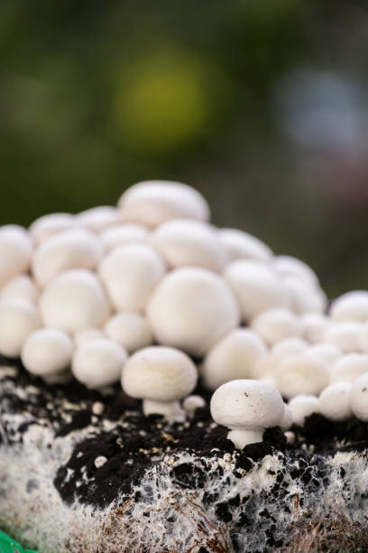 istock Freshly harvested edible champignons growing on soil in a natural setting 2198097027