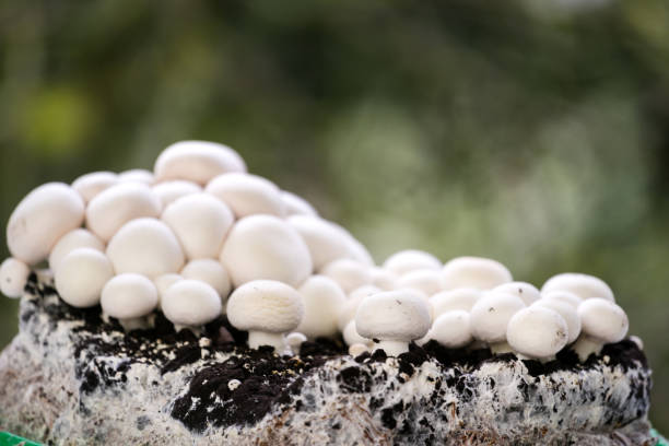 Fresh white champignons growing on a natural substrate in the garden
