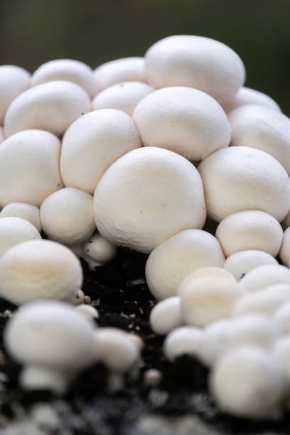 istock White champignons grow in a cluster on rich soil in a natural setting 2198097114