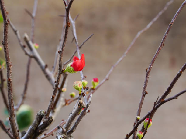 The red-flowered Quince tree is a beautiful bonsai tree.