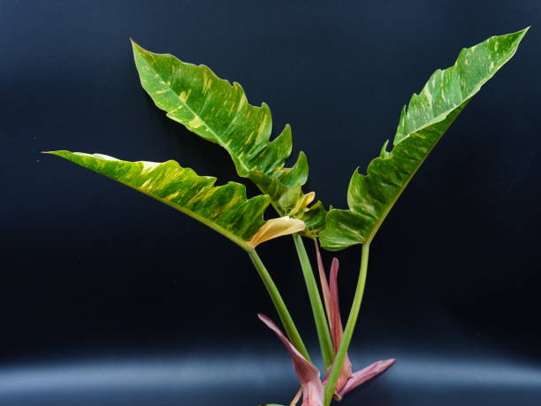 istock Calathea variegata leaves isolated on black background with copy space 2198098217