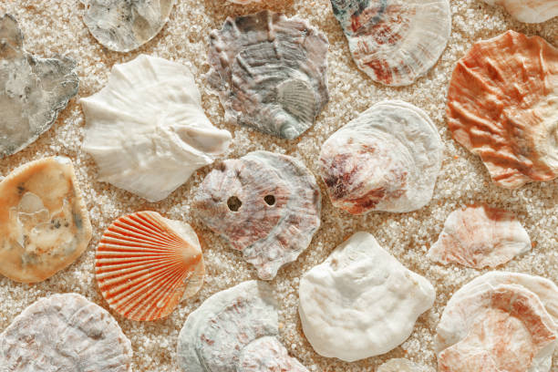 istock Collection of seashells scattered on fine sand, minimal nature pattern at soft sunlight, natural oceanic and summer textures, beach mood and sea style background, summer relaxation, harmony 2198098602