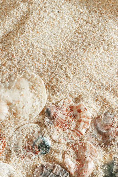istock Colored Shells summer pattern on sandy beach, aesthetic nature still life, organic shapes, beauty nature background. Closeup seashells at Soft lighting, warm tones create natural, beachy mood 2198098603