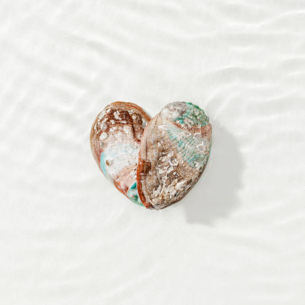 istock Two seashells as heart shape in clear water with ripples light background. Serene and romantic ocean-inspired composition, love concept, minimal style aesthetic valentines day card, earthy tones 2198098605