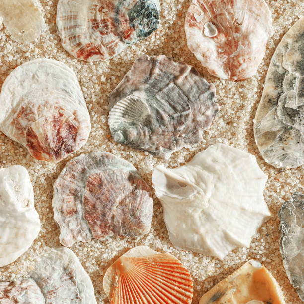 istock Minimal aesthetic seashells pattern on beige sand, natural sea oceanic and summer textured background, summer relaxation, top view photo with delicate pastel colored shell, rest beach wallpaper 2198098608