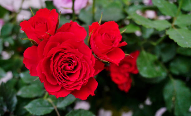istock Red rose flower blooming, Flower background 2198099019